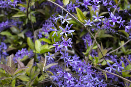 Petrea volubilis with purple decorative flowers in gardenの写真素材