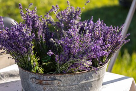 A bouquet of hand-cut scented lavender flowersの写真素材
