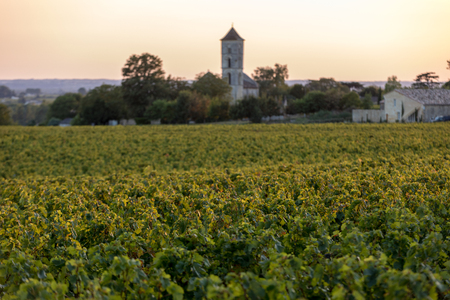 Ripe Merlot grapes lit by warm late sunshine in Montagne vineyard near Saint Emilion, Gironde, Aquitaine. Franceの写真素材