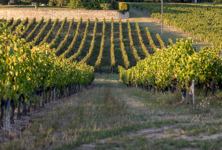 Ripe red Merlot grapes on rows of vines in a vienyard before the wine harvest in Saint Emilion region. Franceの写真素材