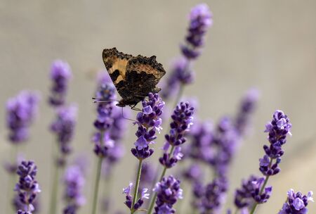 Colorful Butterfly on the blooming lavender flowersの写真素材