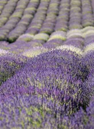 the blooming lavender flowers in Provence, near Sault, Franceの写真素材