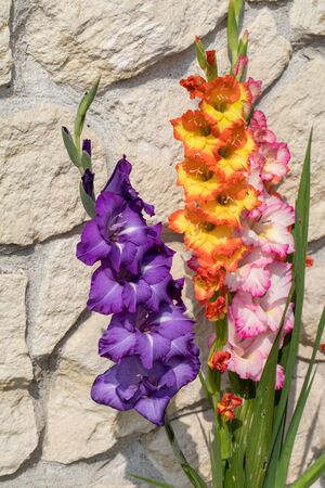 Head of  gladiolus flower against the background of a limestone wallの写真素材