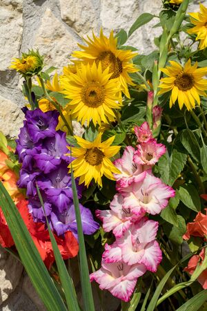 Blooming sunflowers and colorful gladioli against the background of a limestone wallの写真素材