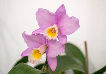 Close up of  beauty pink orchid flowerの写真素材