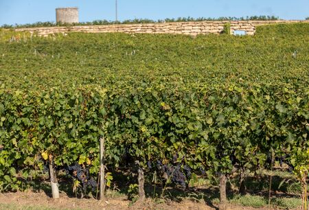 Ripe red Merlot grapes on rows of vines in a vienyard before the wine harvest in Montagne. Saint...