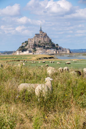 A flock of sheep grazing on the salt meadows close to the Mont Saint-Michel tidal island under a summer blue sky. Le Mont Saint Michel, Franceのeditorial素材