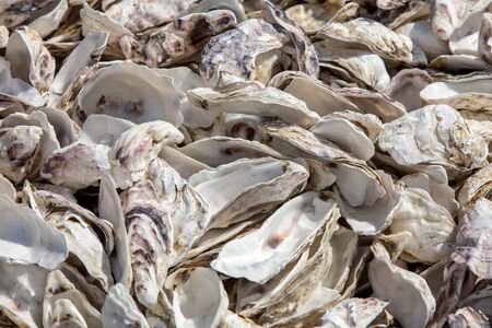 Thousands of empty shells of eaten oysters discarded on sea floor in Cancale, famous for oyster farms.  Brittany, Franceの写真素材