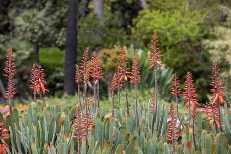 Aloe plant in bloom. Spectacular tall bright orange tubular flower spikes of an Aloe succulent species in  bloom are decorative and long lastingの写真素材