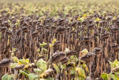 Field of drying sunflowers in Aquitaine. Franceの写真素材