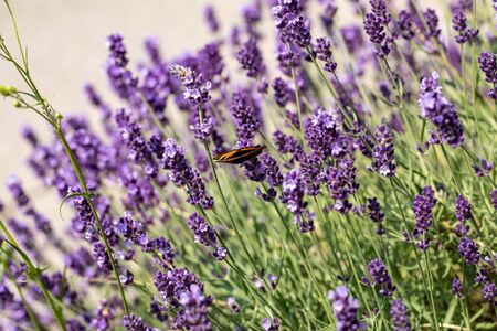 the blooming lavender flowers in Provence, near Sault, Franceの写真素材
