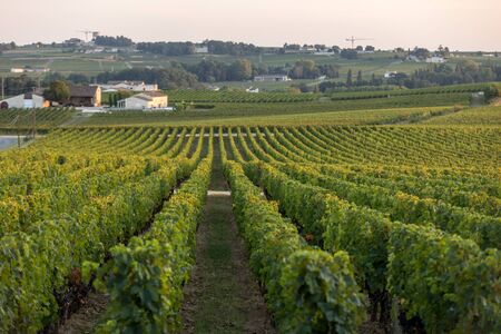 Ripe red Merlot grapes on rows of vines in a vienyard before the wine harvest in Saint Emilion region. Franceの写真素材