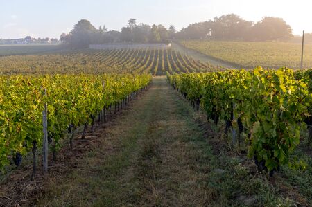 Morning light in the vineyards of Saint Georges de Montagne near Saint Emilion, Gironde, France
