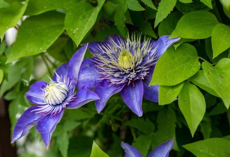 Beautiful violet flowers of clematis in gardenの写真素材