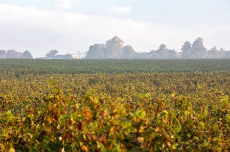 Morning light in the vineyards of Saint Georges de Montagne near Saint Emilion, Gironde, France