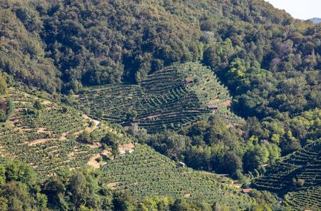 Picturesque hills with vineyards of the Prosecco sparkling wine region in Santo Stefano. Italy.の写真素材