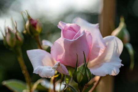pink and white rose flower on the branch in the gardenの写真素材
