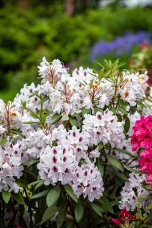 Blooming  white flowers of Rhodenron. A great decoration for any gardenの写真素材