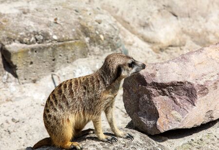 Suricata suricatta know as Meerkat basks in the sunの写真素材