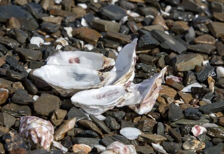 Oyster shells on a rocky beach in Cancale.  Brittany, Franceの写真素材