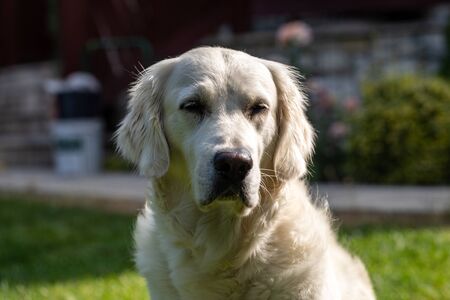 beautiful golden retriever on green grass in gardenの写真素材