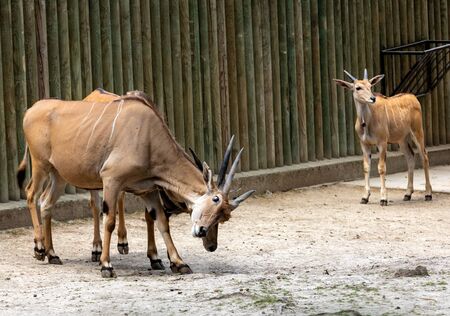 The common eland , also known as the southern eland or eland antelope, is a savannah and plains antelope found in East and Southern Africaの写真素材