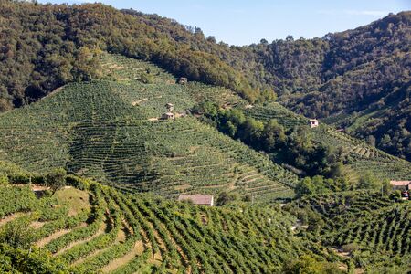 Picturesque hills with vineyards of the Prosecco sparkling wine region in Santo Stefano. Italy.の写真素材