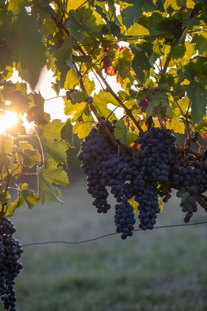 Ripe Merlot grapes lit by warm late sunshine in Montagne vineyard near Saint Emilion, Gironde,...