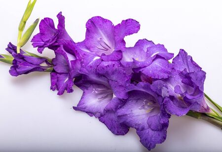 Close up of beauty violet gladiolus flowerの写真素材
