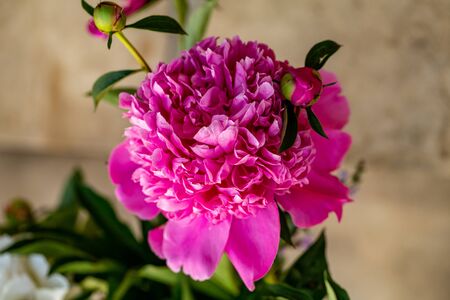 bud of pink peony flower in gardenの写真素材