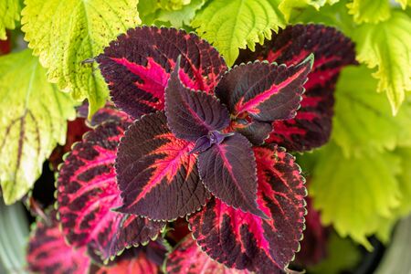 The purple and green leaves of a Coleus 