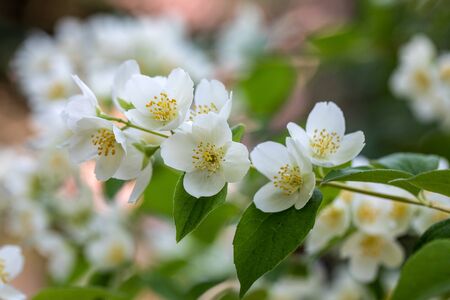 Beautiful blossoming branch of jasmine in gardenの写真素材