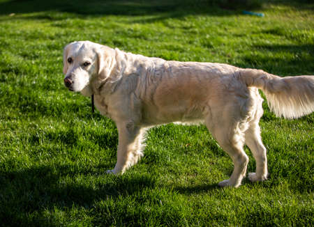 beautiful golden retriever on green grass in garden