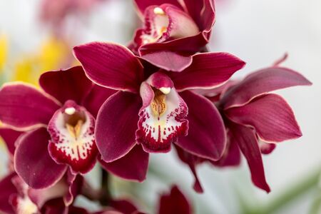 Close up of  beauty colorful orchid flowerの写真素材