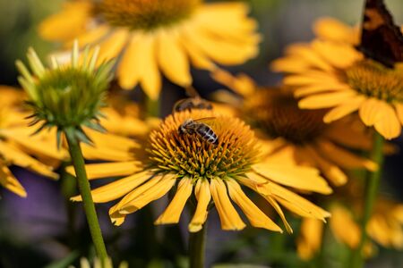 Rudbekia Yellow Daisy flowers in ornamental gardenの写真素材