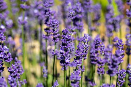 the blooming lavender flowers in Provence, near Sault, Franceの写真素材