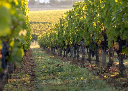 Morning light in the vineyards of Saint Georges de Montagne near Saint Emilion, Gironde, Franceの写真素材