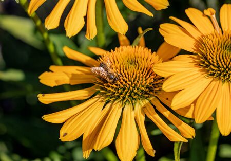 Rudbekia Yellow Daisy flowers in ornamental gardenの写真素材