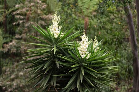 Bushes of the blossoming yucca in gardenの写真素材