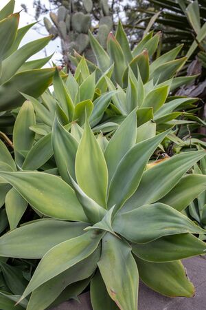 Green big leaves of Agave Succulent Plant の写真素材
