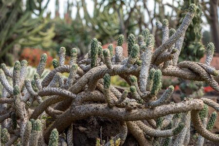 Cylindropuntia tunicata, commonly referred to as sheathed chollaの写真素材