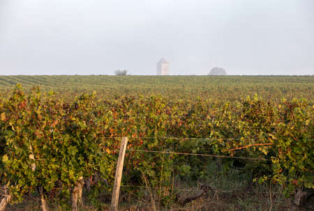 Morning light in the vineyards of Saint Georges de Montagne near Saint Emilion, Gironde, Franceの写真素材