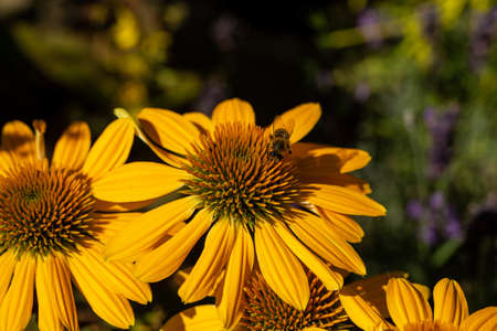 Rudbeckia Yellow Daisy flowers in ornamental gardenの写真素材