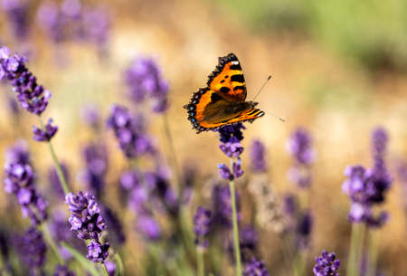 Colorful Butterfly on the blooming lavender flowers