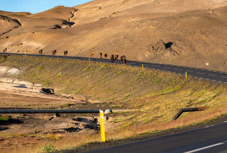 A herd of Icelandic horses ion the road in Icelandの写真素材