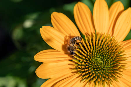 Flowers of Echinacea - an herb stimulating the immune system