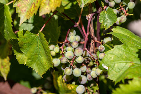 Green unripe grapes and leaves at vineyard