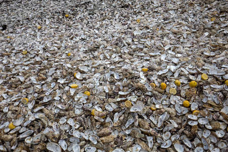 Thousands of empty shells of eaten oysters discarded on sea floor in Cancale, famous for oyster farms. Brittany, Franceの写真素材