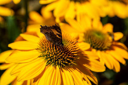 Rudbeckia Yellow Daisy flowers in ornamental gardenの写真素材