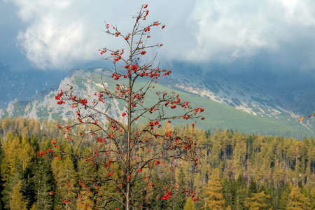 Autumn impressions from the Slovak Tatras near the Great Cold Valleyの写真素材